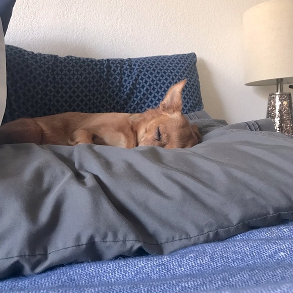 💖🎾🐶BELLA⭐️☀️🦋 - Picture 7 of 14